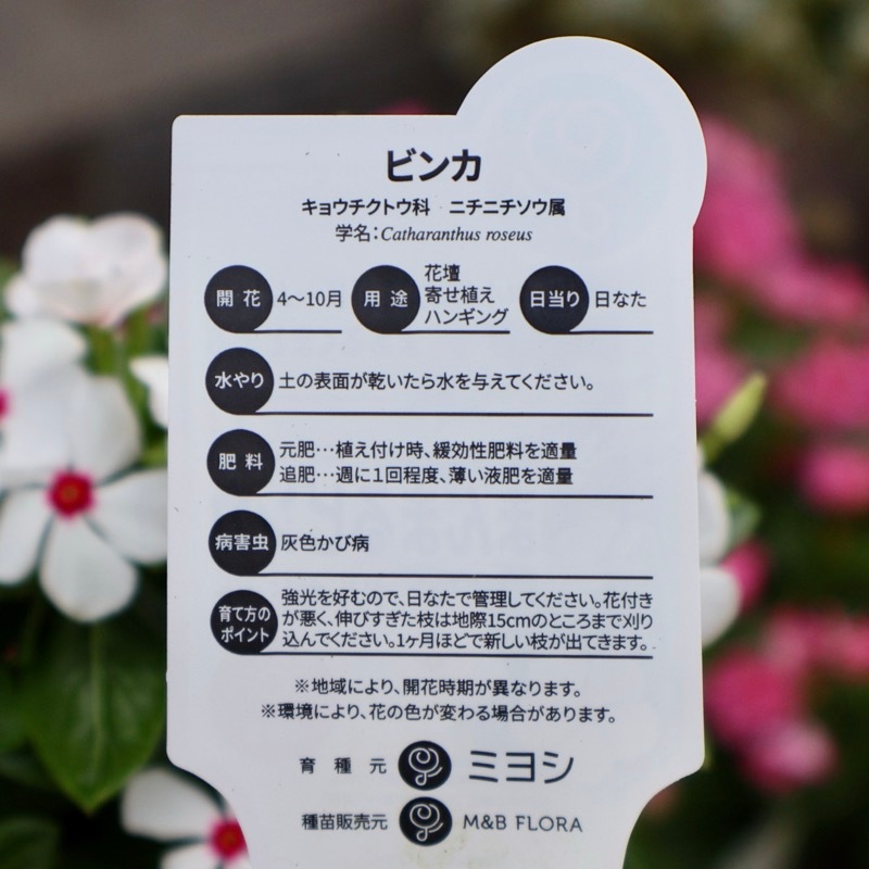 定番人気色♪《中小輪花で花付き抜群!!》まんまるビンカ「ポルカドット