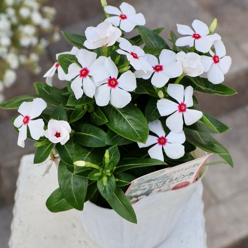 定番人気色♪《中小輪花で花付き抜群!!》まんまるビンカ「ポルカドット