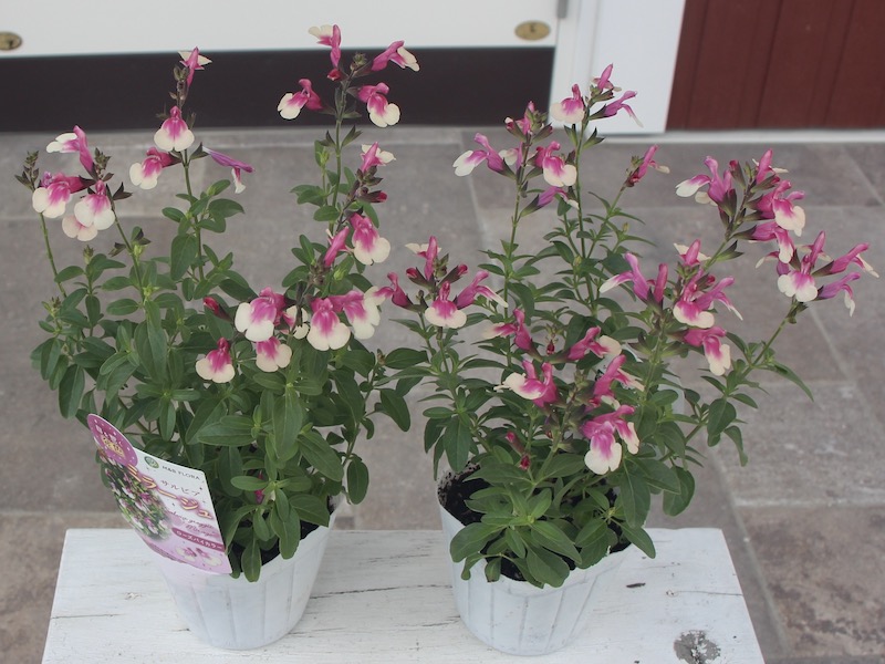 蕾いっぱいの超良株☆サルビア・ミラージュ「ローズバイカラー