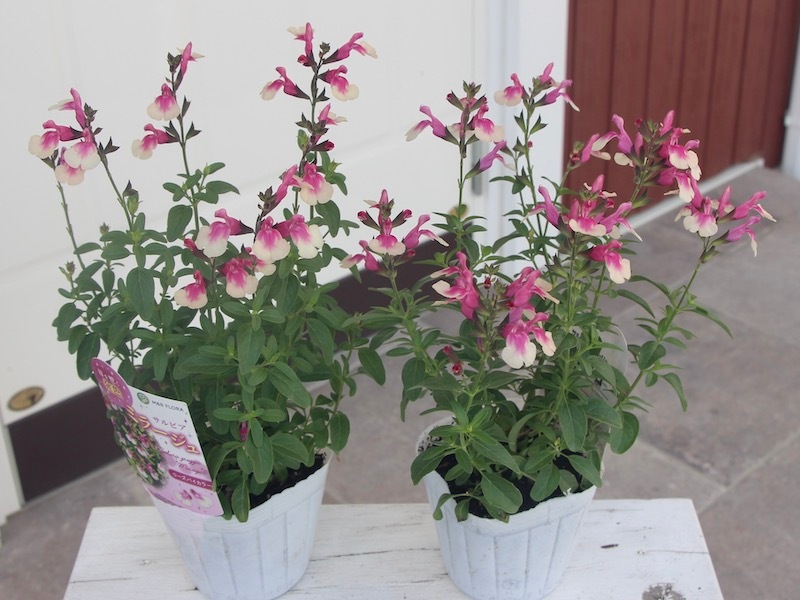 死体の花(ミラージュ) EX+]死体の花/Cadaverous Bloom《日本語》【MIR】