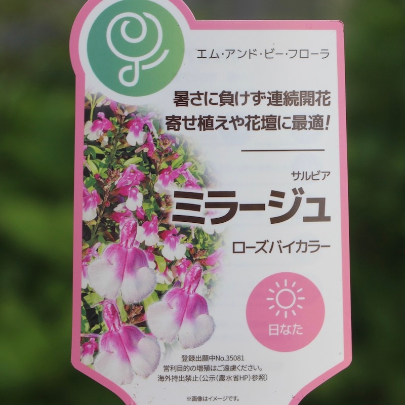 蕾いっぱいの超良株☆サルビア・ミラージュ「ローズバイカラー