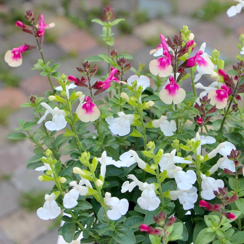 ぱぱさん専用 / Floraison 1／6アイリスコレクトプチ 「Mira（みら）Letters and Flowers」 のご