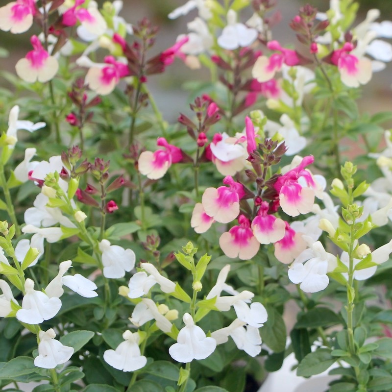 蕾いっぱいの超良株☆サルビア・ミラージュ「ローズバイカラー