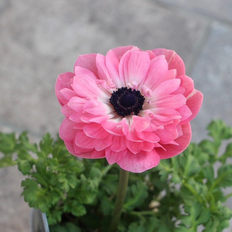 2年生株のプレミアム八重咲きアネモネ・ポルトダブル「ピンク」5番(3.5