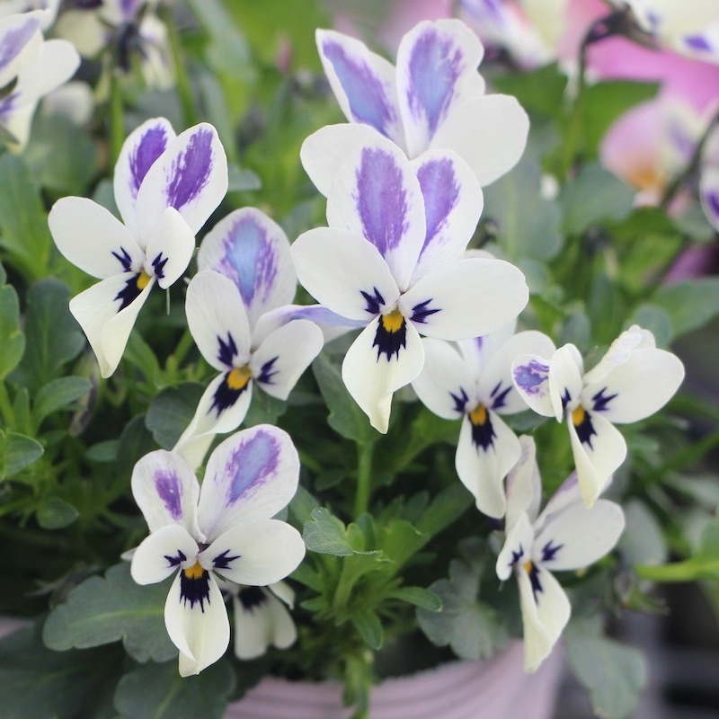 現品1株限り!!コウロギノブコさん育種ビオラ「碧いうさぎ」スペシャル