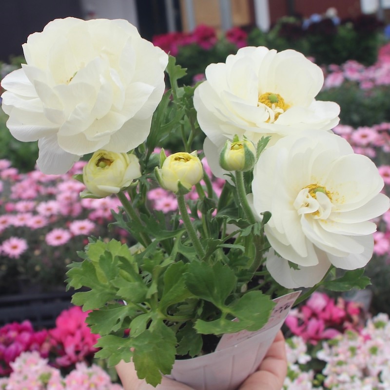 現品1株限り!!ラナンキュラス「マシェ」22-16番(3.5号ポット)