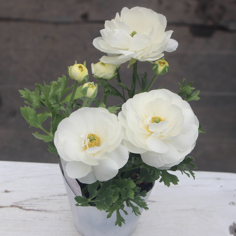 現品1株限り!!ラナンキュラス「マシェ」22-16番(3.5号ポット)