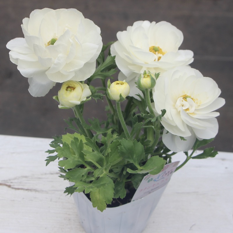 現品1株限り!!ラナンキュラス「マシェ」22-16番(3.5号ポット)