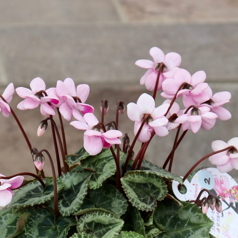 八重咲きミニシクラメン「フェアリーピコ」＜2＞