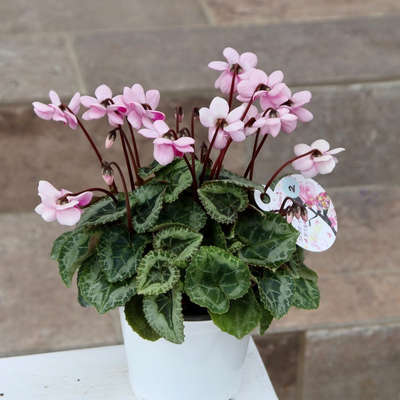 八重咲きミニシクラメン「フェアリーピコ」＜2＞