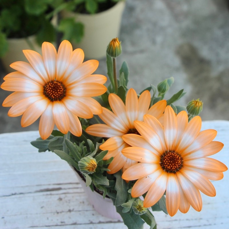 画像で花色を選べる!!》k－plantsさんのディモルフォセカ