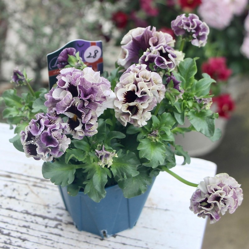 1点限り!!画像とほぼ同じ色☆サトウ園芸さんのパンジー「ドラキュラ