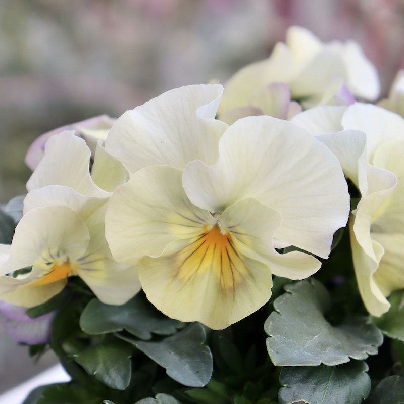 画像の現品1点限り!! 超良株☆桂楓園さんのクリオネパンジー「マジック