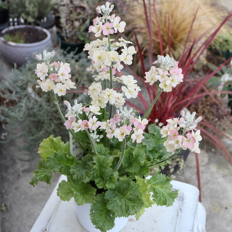 4号鉢】ちょっぴりシックなピンクの桜草「アンティークピンク」