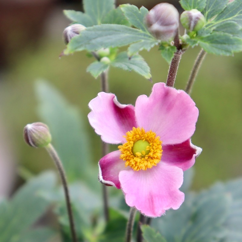 毎年秋に咲く♪蕾ぎっしり秋明菊(シュウメイギク)「ももいろ