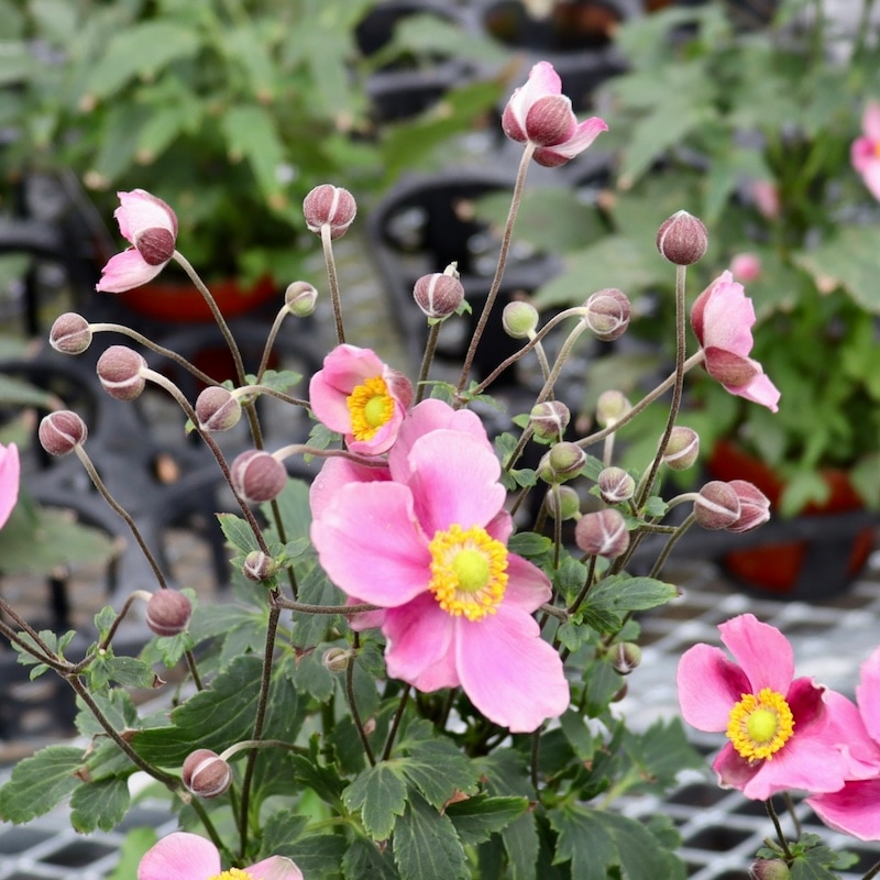 信州産　秋明菊桃色・白　joy様　ご確認用です♪ 楽天市場】秋明菊（シュウメイギク） モモイロブーケ 3.5号