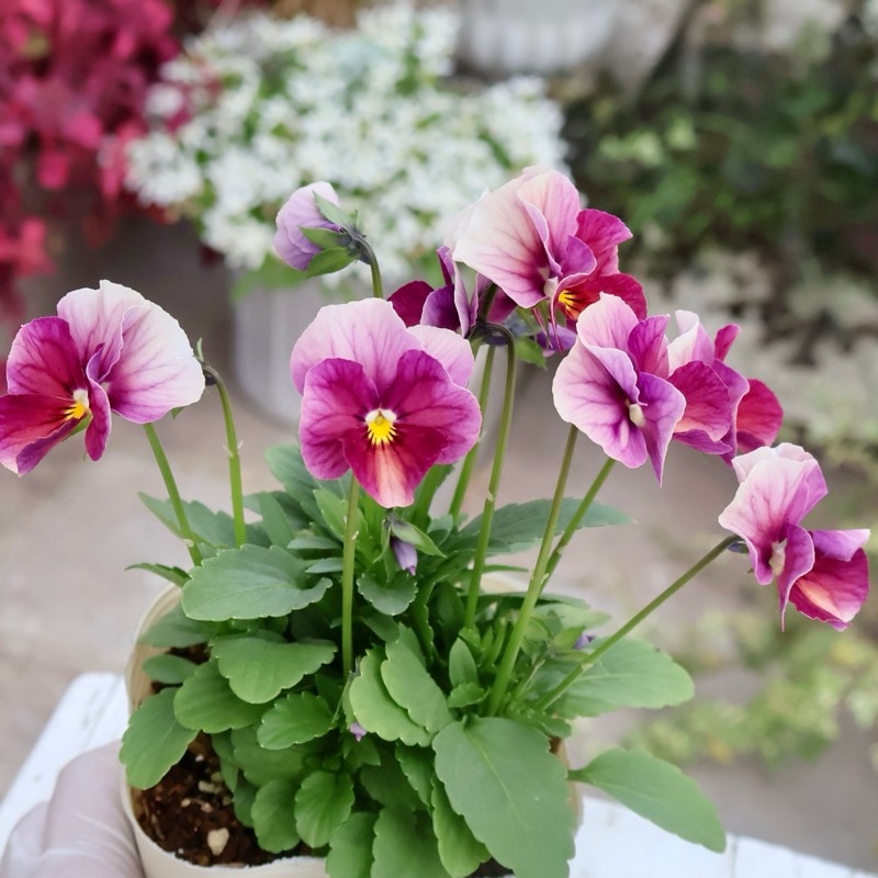 画像の現品1点限り】Green Farmv Village(奥田園芸)さん育種のときめき