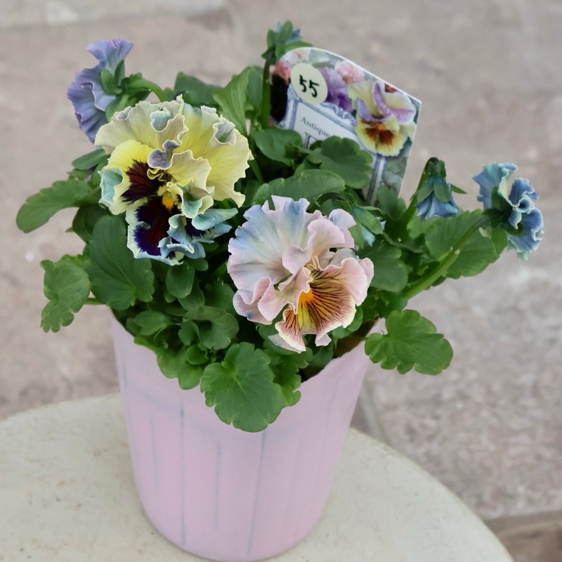 激レア☆画像の現品1点限り☆Rガーデンさんのアンティークフリル