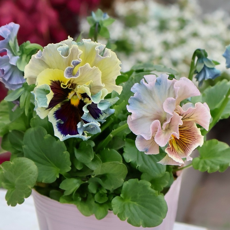 激レア☆画像の現品1点限り☆Rガーデンさんのアンティークフリル