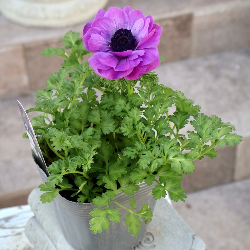 画像で花色を選べる》2年生株のプレミアム八重咲きアネモネ「パンドラ