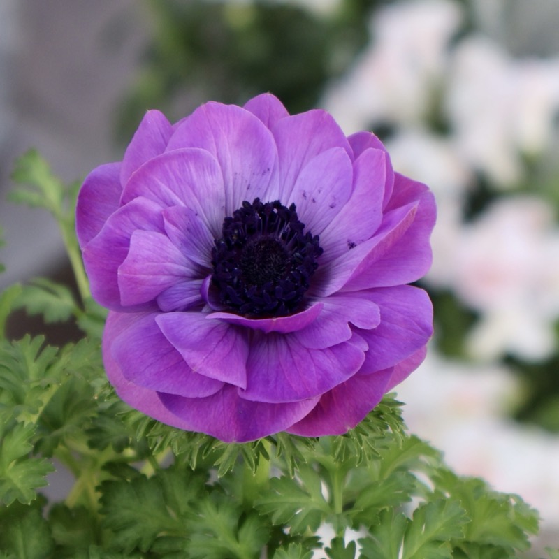 画像で花色を選べる》2年生株のプレミアム八重咲きアネモネ「パンドラ
