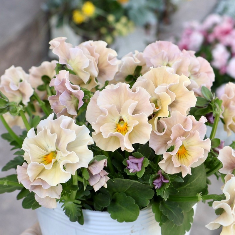画像の現品1点限り》超良株☆花日和さんのフリル咲きビオラ「華あられ