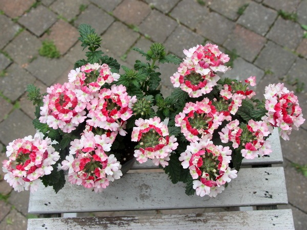 宿根バーベナ ピンク花（テネラ）40Potセット 花苗 ピンク色