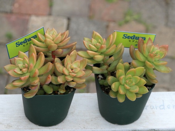 多肉 セダム オウレイ