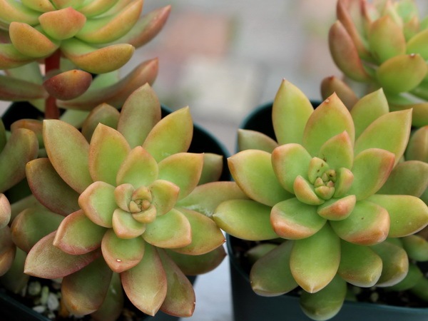 多肉 セダム オウレイ 多肉 セダム オウレイ