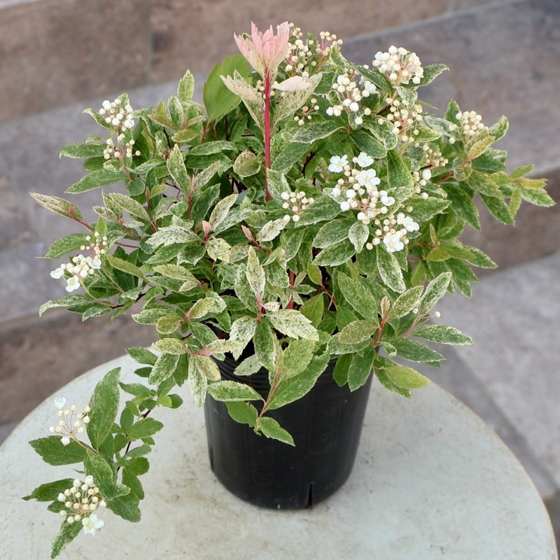 葉も美しい斑入りコデマリ「桜でまり(ピンクアイス)」(3号ロングポット)