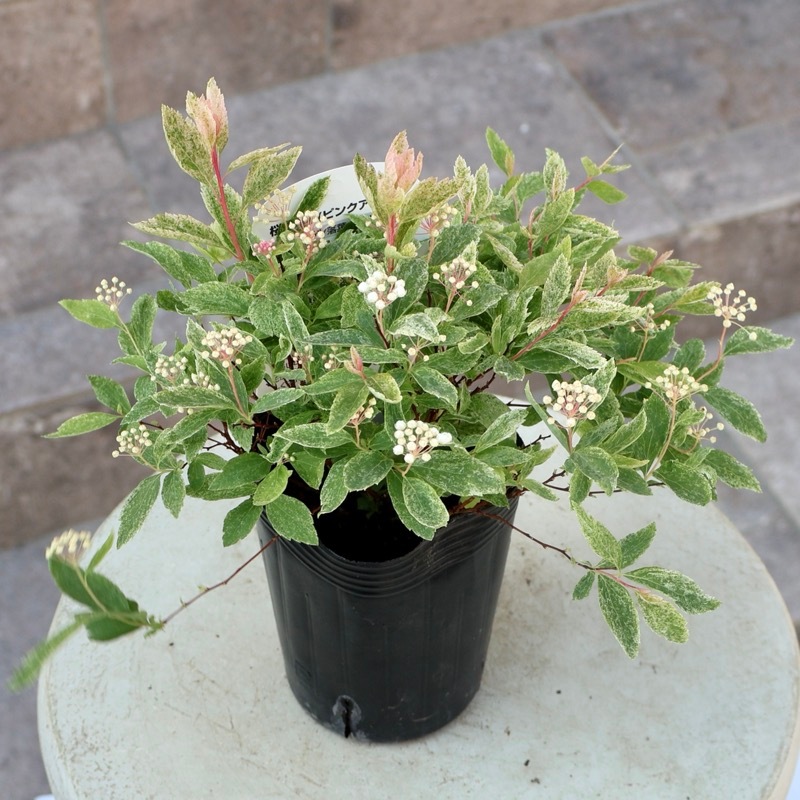 葉も美しい斑入りコデマリ「桜でまり(ピンクアイス)」(3号ロングポット)