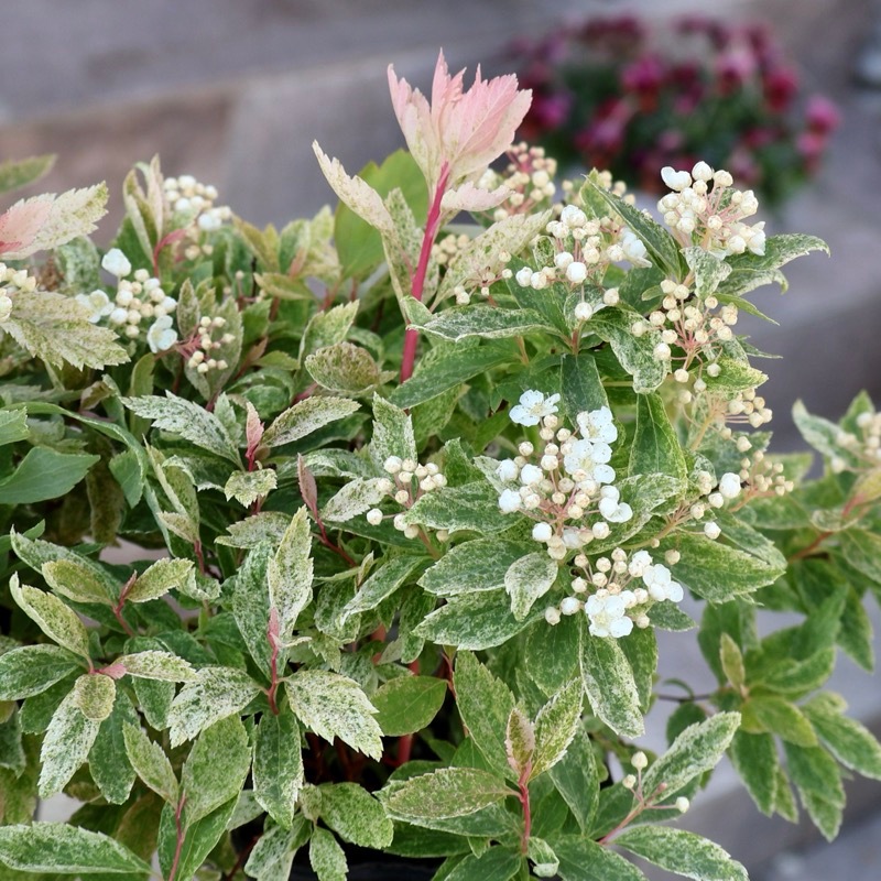 葉も美しい斑入りコデマリ「桜でまり(ピンクアイス)」(3号ロングポット)