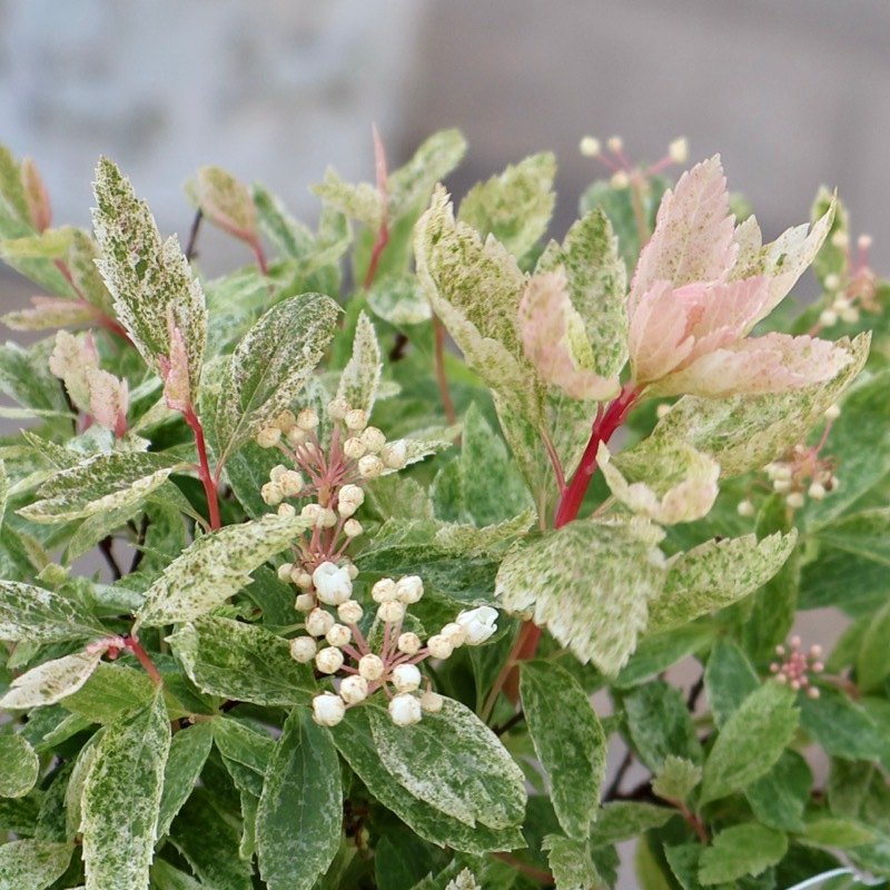 葉も美しい斑入りコデマリ「桜でまり(ピンクアイス)」(3号ロングポット)