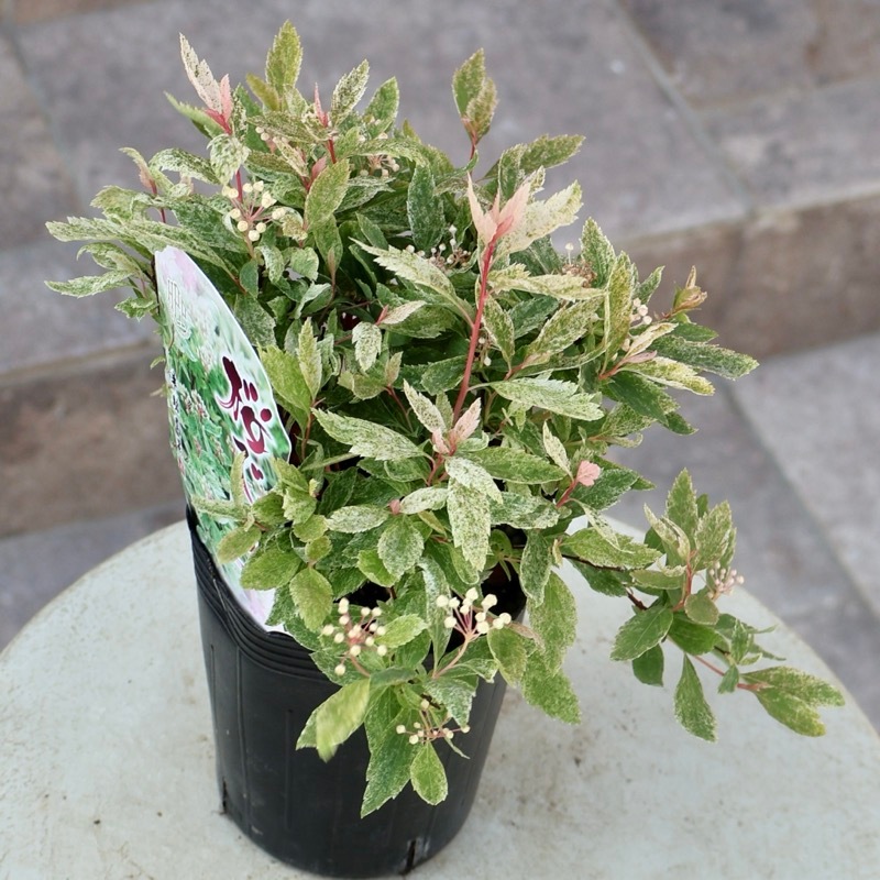 葉も美しい斑入りコデマリ「桜でまり(ピンクアイス)」(3号ロングポット)