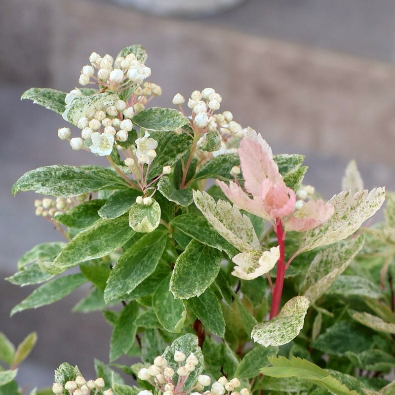 葉も美しい斑入りコデマリ「桜でまり(ピンクアイス)」(3号ロングポット)