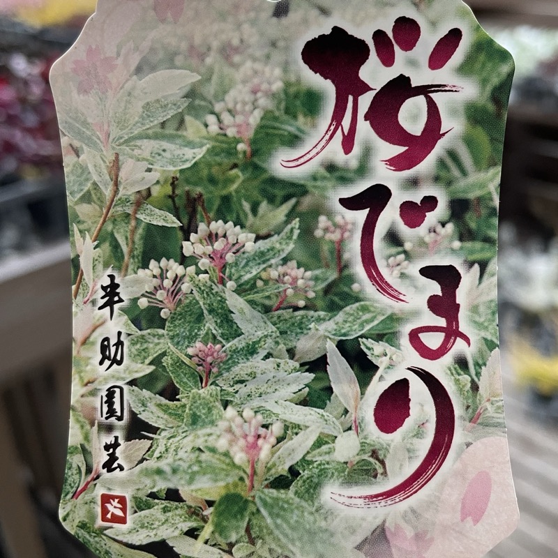 葉も美しい斑入りコデマリ「桜でまり(ピンクアイス)」(3号ロングポット)