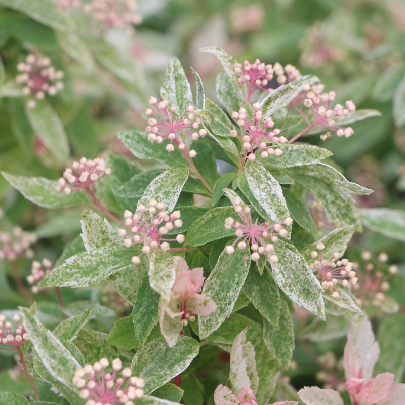 葉も美しい斑入りコデマリ「桜でまり(ピンクアイス)」(3号ロングポット)