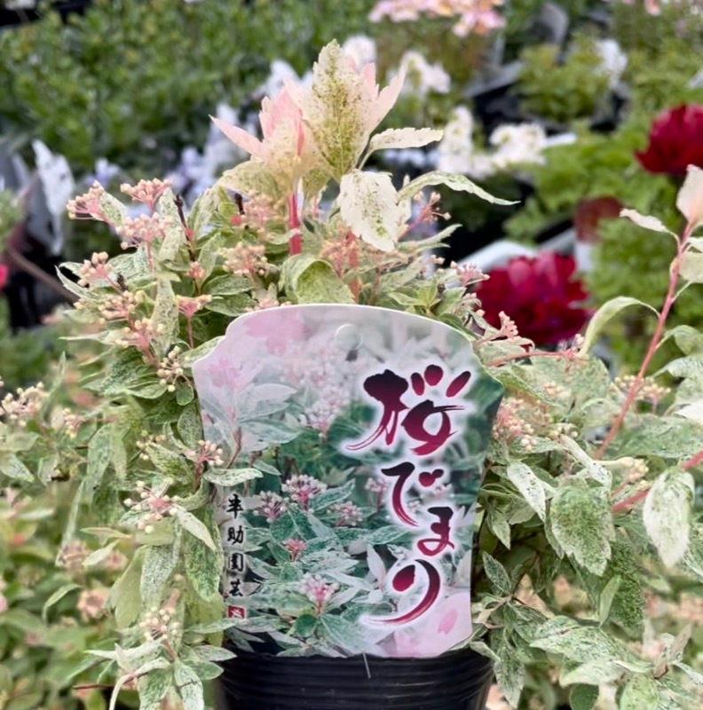 葉も美しい斑入りコデマリ「桜でまり(ピンクアイス)」(3号ロングポット)
