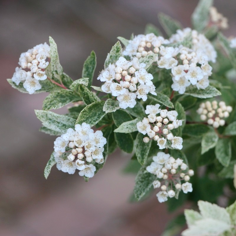 葉も美しい斑入りコデマリ「桜でまり(ピンクアイス)」(3号ロングポット)