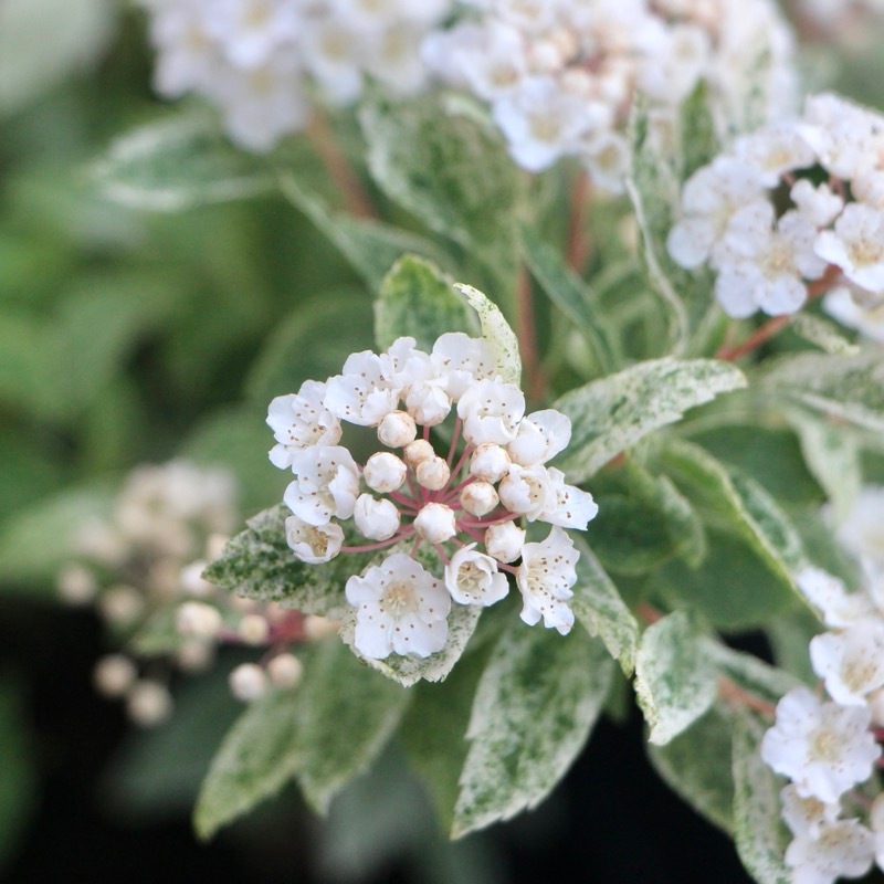 葉も美しい斑入りコデマリ「桜でまり(ピンクアイス)」(3号ロングポット)