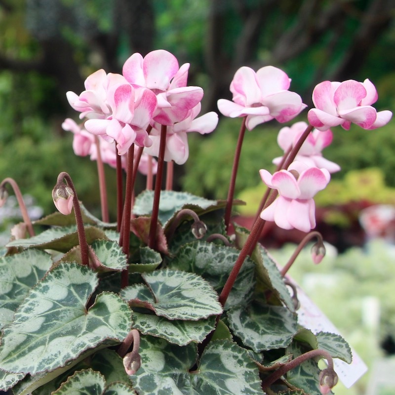 八重咲きミニシクラメン「フェアリーピコ」＜3＞