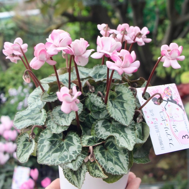 八重咲きミニシクラメン「フェアリーピコ」＜3＞
