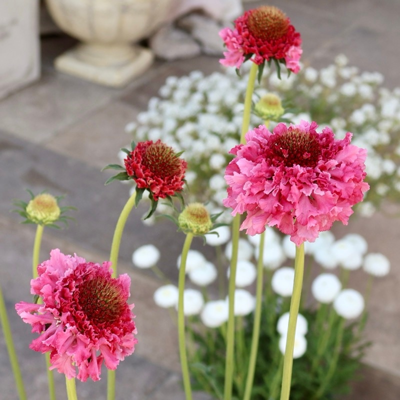 花ページ 8_000000006113.jpg?1780038166
