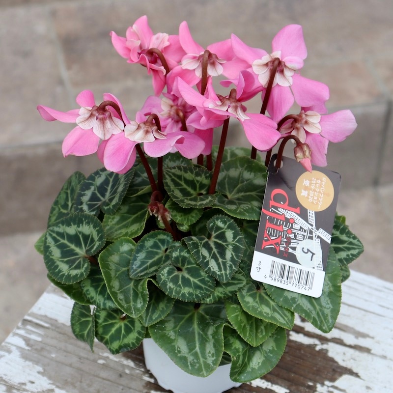 販売開始【お問い合わせページ】シクラメン　各色　ガーデンシクラメン ガーデンシクラメン「ジックス」ピンク