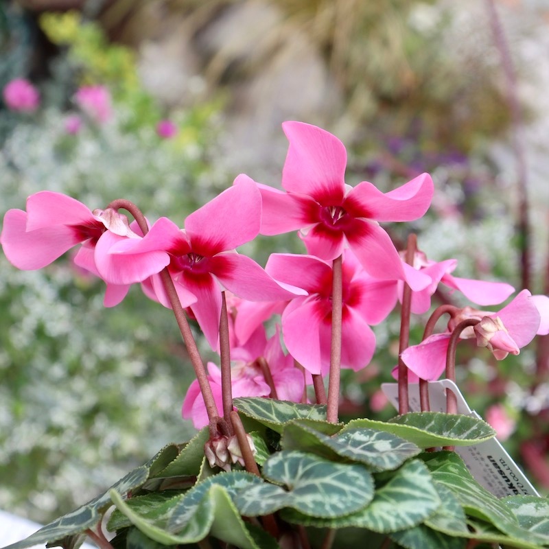 ガーデンシクラメン「ジックス」ピンク