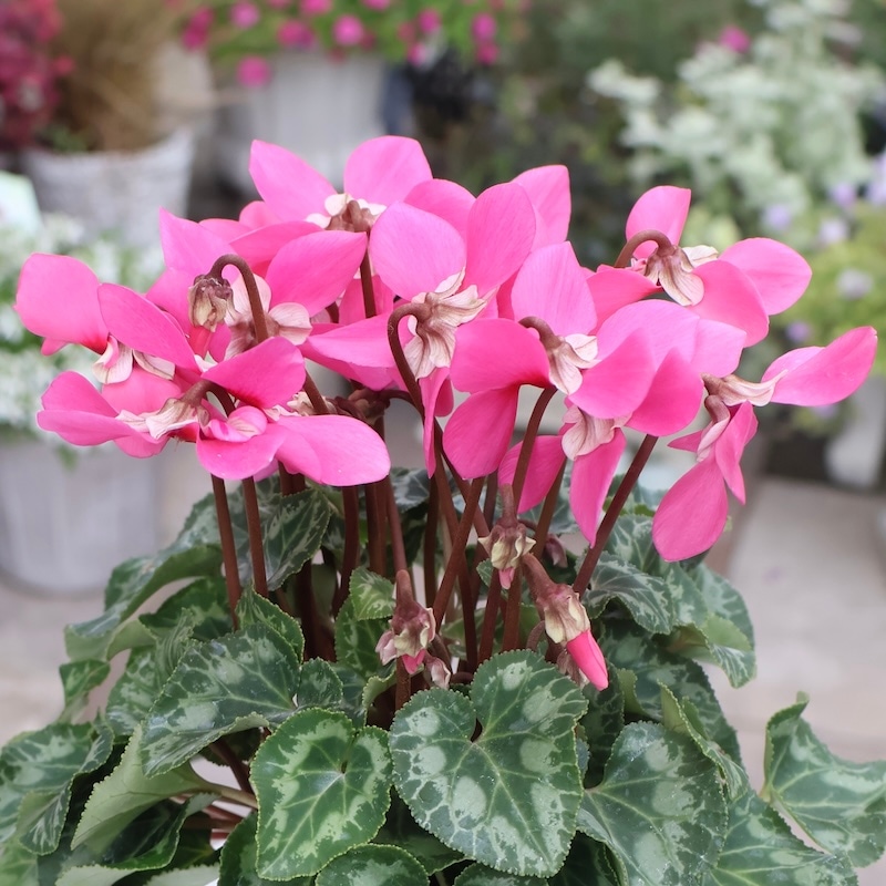 販売開始【お問い合わせページ】シクラメン　品種物　ガーデンシクラメン ガーデンシクラメン「ジックス」ピンク