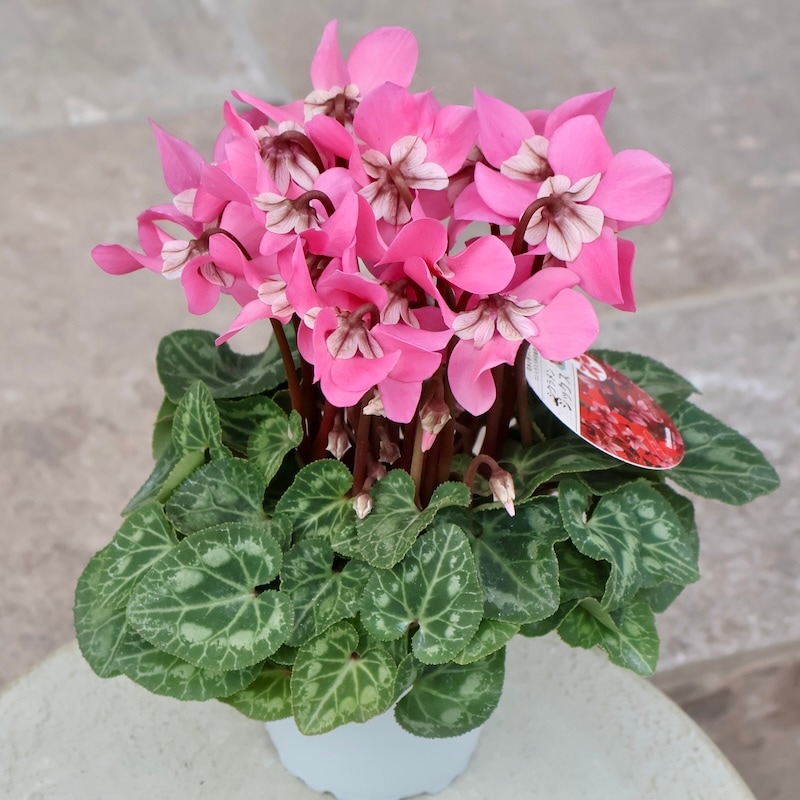 販売開始【お問い合わせページ】シクラメン　各色　ガーデンシクラメン ガーデンシクラメン シャイン 色MIXセット 2個～【花苗 3号