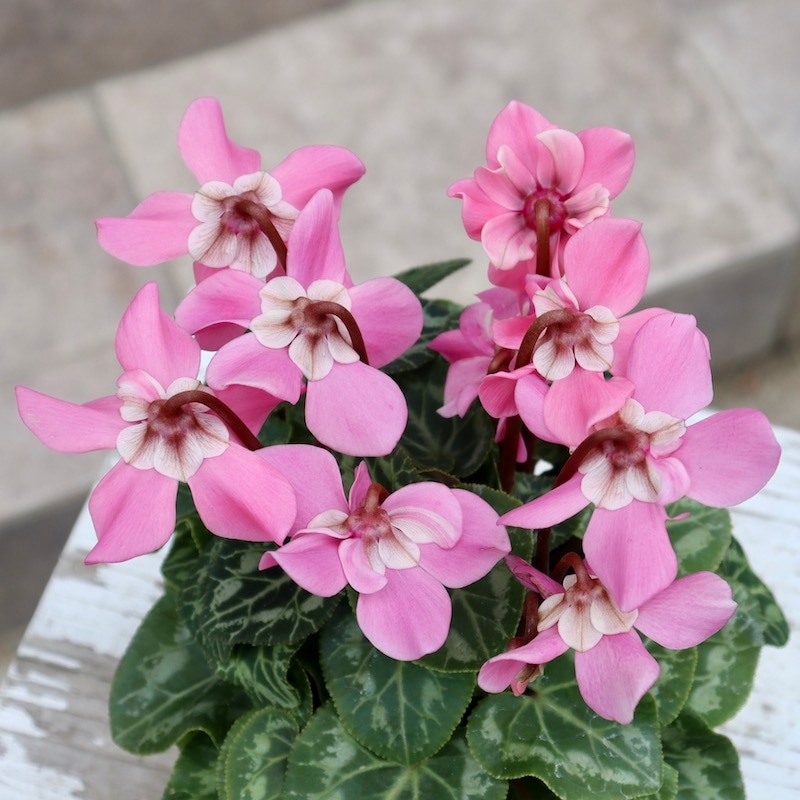 ガーデンシクラメン「ジックス」ピンク