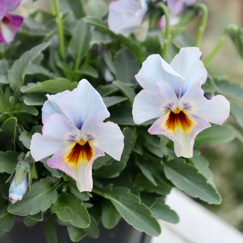 画像の現品1点限り!! 超良株☆桂楓園さんのクリオネパンジー「マジック 画像の現品1点限り!! 超良株☆桂楓園さんのクリオネパンジー「マジック