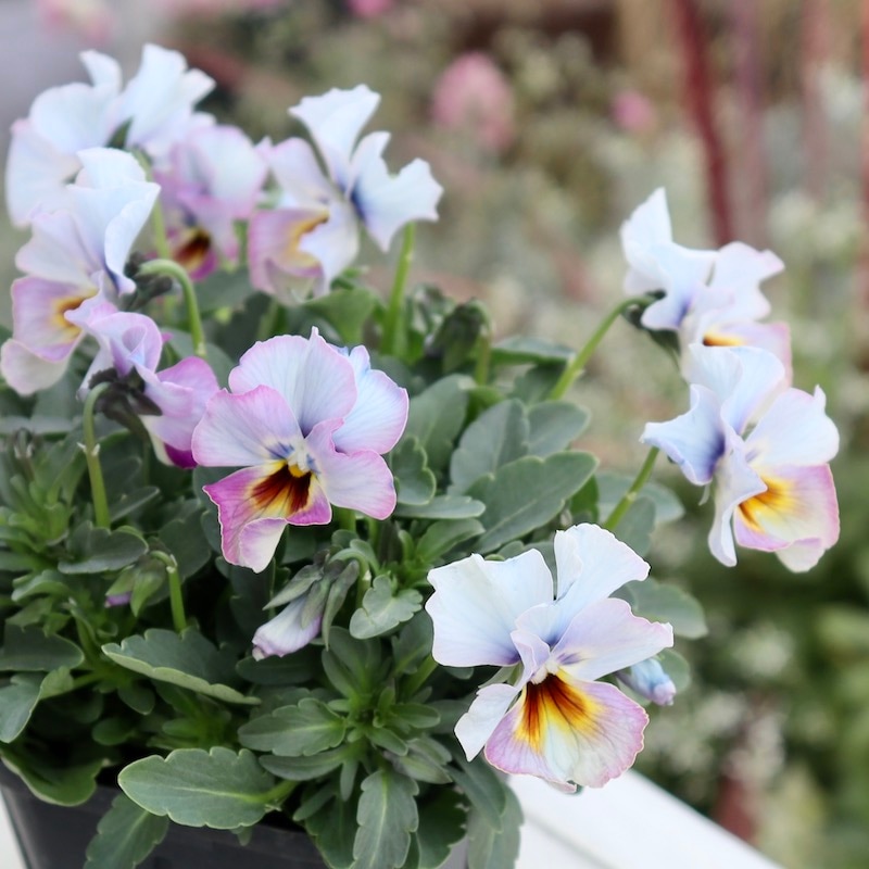 画像の現品1点限り!! 超良株☆桂楓園さんのクリオネパンジー「マジック